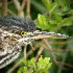 20060430_Groene reiger_Amsterdam_70X70